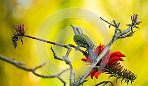 Cuban Green Woodpecker perching red flowers