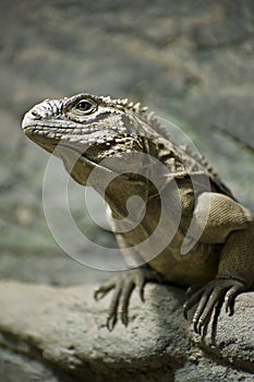 Cuban Ground Iguana