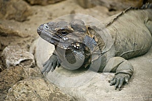 Cuban Ground Iguana