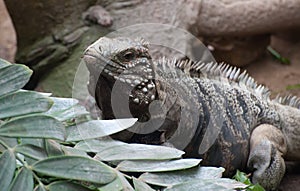Cuban Ground Iguana