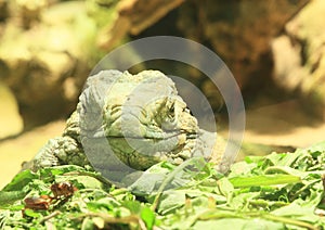 Cuban ground iguana