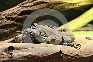 Cuban ground iguana