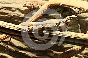 Cuban ground iguana