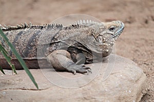 Cuban ground iguana