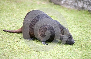 Cuban hutia