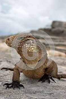 Cuban Iguana