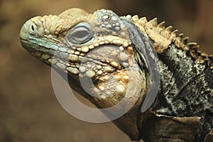 Cuban iguana