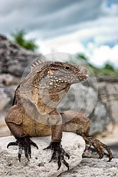 Cuban Iguana photo