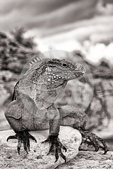 Cuban Iguana photo