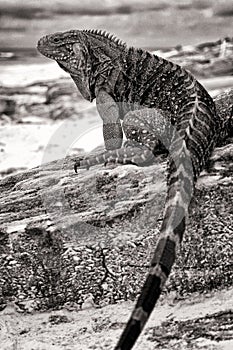 Cuban Iguana photo