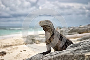 Cuban Iguana photo