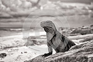 Cuban Iguana photo