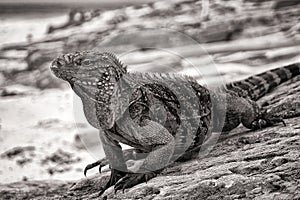 Cuban Iguana photo