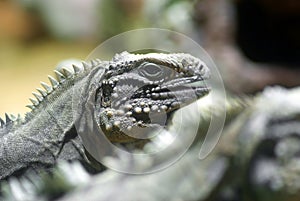 Cuban iguana(Cyclura nubila)