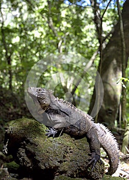 Cuban Iguana in the forest.