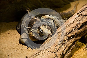 Cuban iguana