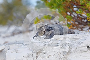 Cuban Iguana, wildlife. Cayo Largo