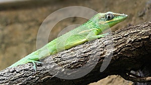 Cuban Knight Anole, Anolis equestris