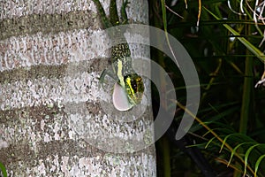 Cuban Knight anole Anolis equestris displays its dewlap