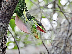 Cuban Knight Anole (Anolis equestris) - resting on a tree