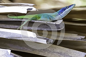 Cuban male lizard Allison`s Anole, also known as the blue-headed anole - Varadero, Cuba
