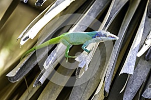 Cuban male lizard Allison`s Anole, also known as the blue-headed anole - Varadero, Cuba