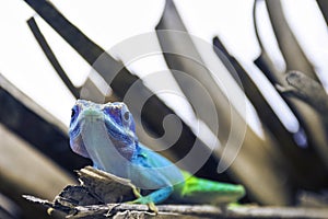Cuban male lizard Allison`s Anole also known as the blue-headed anole - Varadero, Cuba
