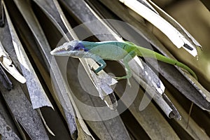 Cuban male lizard Allison`s Anole, also known as the blue-headed anole - Varadero, Cuba