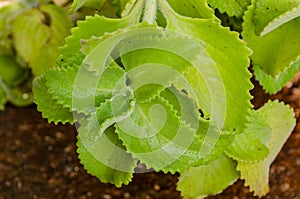 Cuban Oregano Mint Branch