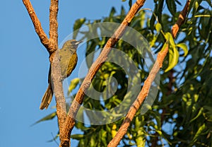 Cuban Oriole