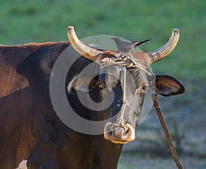 Cuban Oxen with Cuban Blackbird