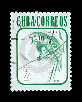 Cuban Parakeet Aratinga euops, Animals serie, circa 1981