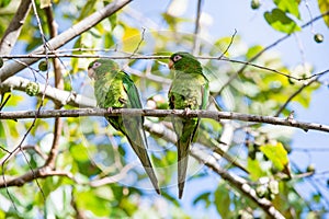 Cuban Parakeet , Aratinga euops