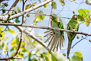 Cuban Parakeet , Aratinga euops