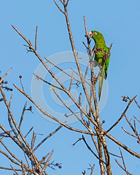 Cuban Parakeet feeding on wild fruits