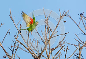 Cuban Parakeet in flight