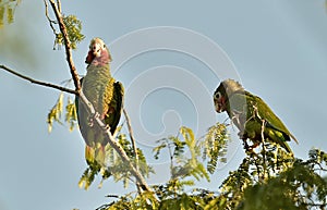 Cuban Parrot (Amazona leucocephala leucocephala),