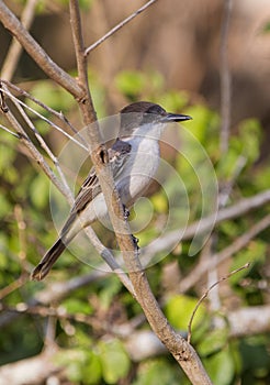 Cuban Peewee perched on a branch