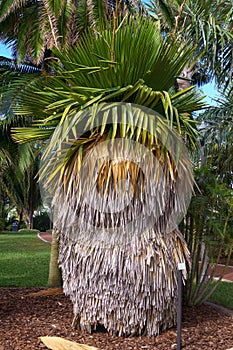 Cuban petticoat palm Copernicia macroglossa - Florida, USA