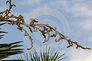 Cuban Petticoat palm tree in a gardenCopernicia macroglossa Also known as the Cuban palm,Petticoat palm,Jata palm and Jata de G photo
