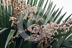 Cuban Petticoat palm tree in a gardenCopernicia macroglossa Also known as the Cuban palm,Petticoat palm,Jata palm and Jata de G photo