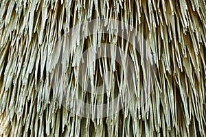 Cuban petticoat palm tree leaves