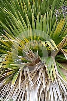 Cuban petticoate palm