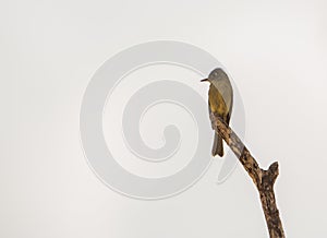 Cuban Pewee on dry branch