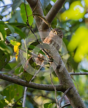 Cuban Pygmy Owl on a branch