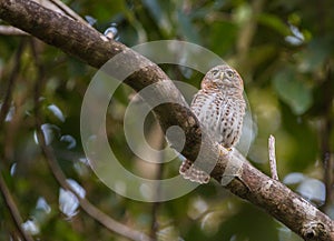 Cuban Pygmy Owl on a branch