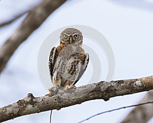 Cuban pygmy owl Glaucidium siju