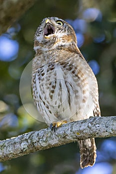 Cuban Pygmy-Owl Glaucidium siju perched on a tree branch