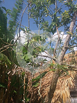 On the cuban road. Nature, jungle and sun. photo