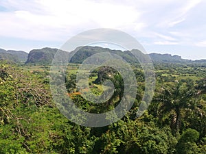 On the cuban road. Nature, jungle and sun. photo